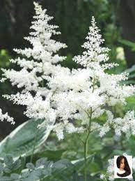 Pin On Flowers