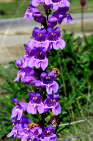 Pin On Language Of Flowers