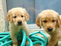 Pure breed golden retriever vancouver 01/07/2021 we have 13 adorable non registered golden retriever puppies for sale, born on may 22nd. Akc Ckc Fully Reg English Cream Golden Retriever Puppies For Sale In Vancouver British Columbia Nice Pets Online