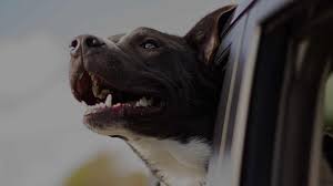 Veterinary clinics & hospitals veterinarians veterinarian emergency services. Community Petcare Clinic Affordable Pet Care In Toledo Ohio
