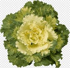 How to stop brussels sprouts from bolting. Cabbage Kale Cauliflower Brussels Sprout Broccoli Green Flowers Herbaceous Plant Leaf Vegetable Png Pngegg