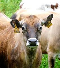 Cattle Wikipedia