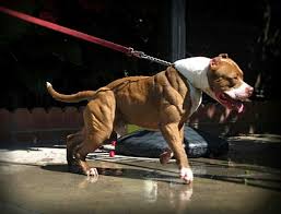 Pin Su Cani