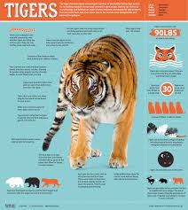 Siberian Tiger Quest Siberian Tiger Tiger Facts All