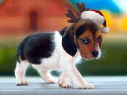 Posted by admin november 22, 2018 in christmas. Christmas Puppy Wallpapers Wallpaper Cave