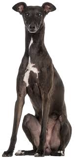 Linda layne is dedicated to producing healthy genetically sound puppies with outstanding , outgoing temperaments. Italian Greyhound Health Panel Veterinary Genetics Laboratory