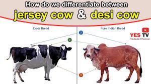 Jersey Cow And Desi Cow Cow Grazing Cow Milk A1 A2 Milk Yes Tv Youtube