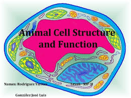 Check spelling or type a new query. Ingles Celula Animal