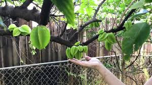 Check spelling or type a new query. Carambola Star Fruit The Best Fruit Tree To Grow In South Florida Zone 10b Gardening Vlog Youtube Fruit Trees Small Urban Garden Best Fruits