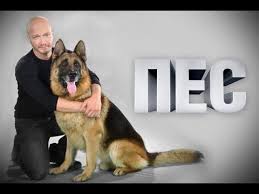смотреть фильм пес 4 сезон все серии в ютубе Serial Pyos 1 Sezon Youtube Animals Corgi Dogs