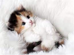  Foto Anak Kucing Imut Dan Lucu Biasanya Foto Foto Dari Anak Kucing Terlihat Lebih Lucu Dari Pada Kucing Dewasa Kucing Di At Hewan Kucing Cantik Anak Kucing