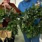CHRISTMAS FRESH WREATH WORKSHOPS event image