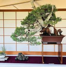 Image result for Dasylepis eggelingii