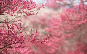 Cherry Blossom Wallpaper For Mobile Phone Tablet Desktop Computer And Other Devices In 2021 Spring Desktop Wallpaper Cherry Blossom Wallpaper Floral Wallpaper Phone