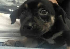 Mother is white with black markings. Sweet German Shepherd Rottweiler Mixed Puppy 8 Weeks For Sale In Richmond Virginia Classified Americanlisted Com