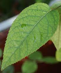 Manganese is immobile and new leaf's impacted first. Manganese Deficiency Plant Wikipedia