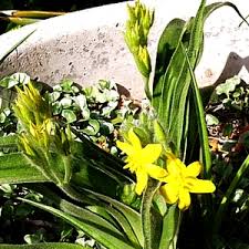Image result for Hypoxis angustifolia