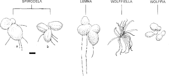 Image result for Wolffiella