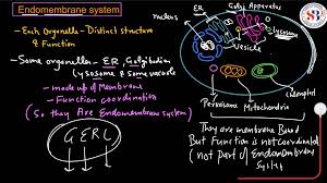 Tập Tin:Endomembrane System Diagram Cs.Svg – Wikipedia Tiếng Việt