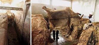 We have 10 photographs on chinese woman as portugal's prime minister visits china to drum up investment, a restaurant on the outskirts of lisbon was in the news over the killing of a goat in its. To Sate China S Demand African Donkeys Are Stolen And Skinned The New York Times