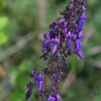 Image result for Plectranthus chimanimanensis
