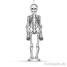 Skelett Aus Weissem Karton 120 Cm 300g