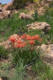 Image result for Aloe welwitschii