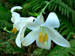 Lilium Candidum Madonna Lily Section Liriotypus Lily Seeds Lily Plants Lily Flower