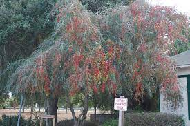 Weeping Yaupon Holly Ilex Vomitoria Pendula Florida Landscaping Rare Seeds Seeds