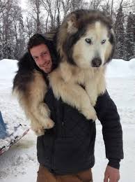 They Re The Kids This Top Iditarod Contender Wants A House Big Enough For 12 Dog Doors Kopek Yavru Kopek Hayvanlar
