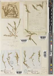 Image result for Coelachne