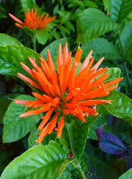 Get the best deals on tropical plants & seedlings. Pin On Tropical Beauties 1