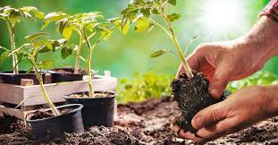 How to prep a vegetable garden bed. How To Prepare A Vegetable Garden