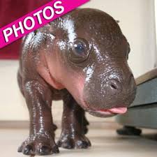 The calf, who is unnamed for now, is the first pygmy hippo ever born at the franklin park zoo. He S No Stick In The Mud Harry The Pygmy Hippo Basks In Bath Time
