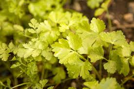 Cilantro has been popping up a lot in my life lately. Cilantro Substitutes Tastessence