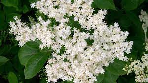 The flavor of the elderberry i do get a little bit of the green stems in there, but not enough to worry about. How To Identify And Use Elderflower Woodland Trust
