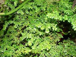 Image result for Pilea microphylla