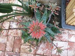 Image result for Aloe macrosiphon