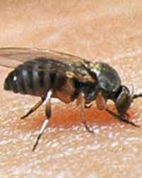 Gnat repellents for the yard. Gnats Are Awful This Spring But It Might Get Better Soon Mpr News