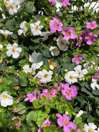 Image result for foto bacopa