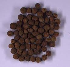 Image result for Embelia schimperi