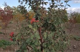 In teen wolf, mountain ash, also known as sorbus americana, is a form of ash created by burning the wood from a mountain ash tree, which possesses the ability to protect against the supernatural by preventing them from coming into contact with it. Oak Leaf Mountain Ash