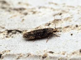 Image result for Altenia scriptella