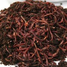 Image result for Red Wigglers