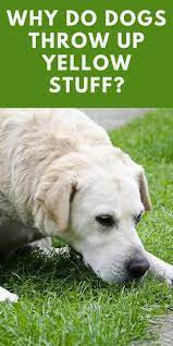 Why Do Dogs Throw Up Yellow Stuff Dog Throwing Up Dogs Throwing Up