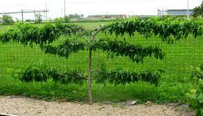 First a few things you should know. How To Espalier Fruit Trees Stark Bro S