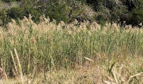 Image result for Phragmites mauritianus