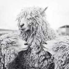 Sheep Art Animal Photography Sheep Photograph Animal Art Etsy Sheep Art Animals Animal Photography