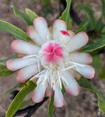 Image result for Protea madiensis