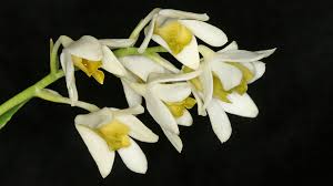 Image result for Ochna dolicharthros